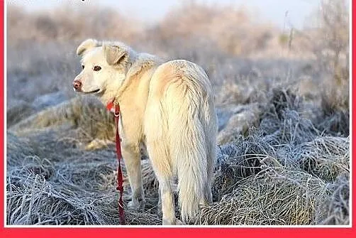 Żle znosi schronisko,łagodny,średni pies GOLDEK.Pi