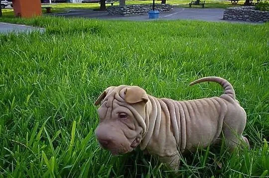 Shar pei - Szczenieta