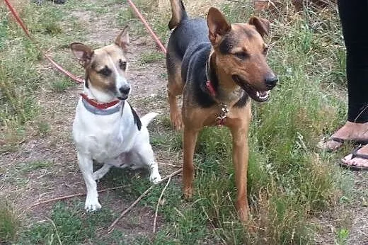 Przystojniak Diego do adopcji,  mazowieckie Warszawa