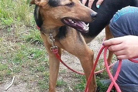 Przystojniak Diego do adopcji,  mazowieckie Warsza