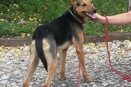 Przystojniak Diego do adopcji,  mazowieckie Warsza