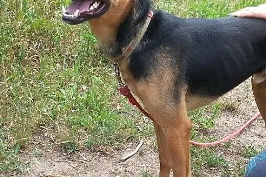 Przystojniak Diego do adopcji,  mazowieckie Warsza