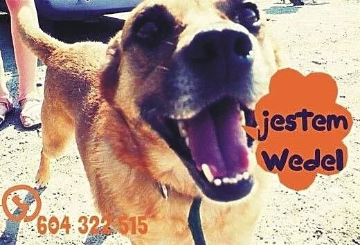Wedel to słodki kundelek, który czeka na dobrego o