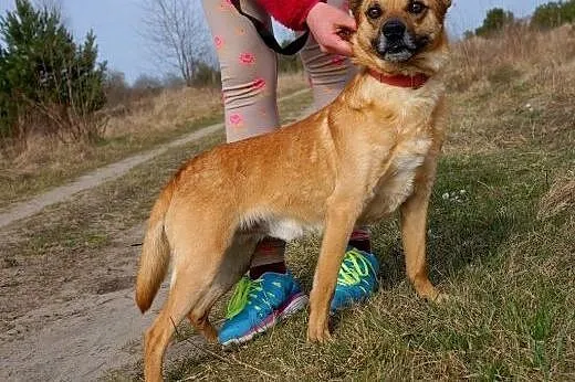 Wedel to słodki kundelek, który czeka na dobrego o