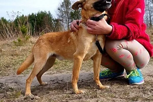 Wedel to słodki kundelek, który czeka na dobrego o
