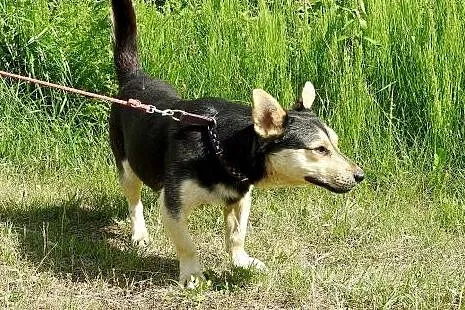 Frodo vel. Pieszczoch - uroczy pies szuka domu,  K