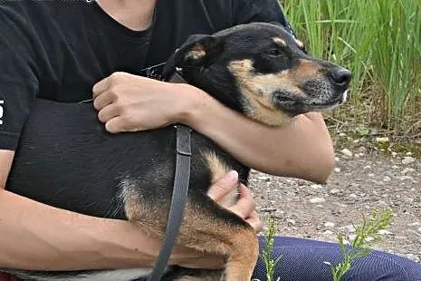 Cami - mała, kochana sunieczka czeka na Ciebie,  p