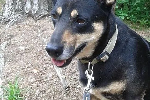 Cami - mała, kochana sunieczka czeka na Ciebie,  p