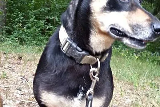 Cami - mała, kochana sunieczka czeka na Ciebie,  p