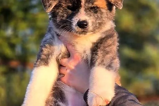 Akita Inu Japońska szczeniak rodowód ZKwP/FCI