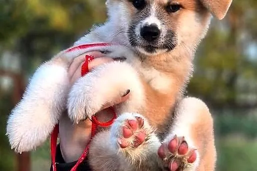 Akita Inu Japońska szczeniak rodowód ZKwP/FCI, Zachodniopomorskie, Turowo