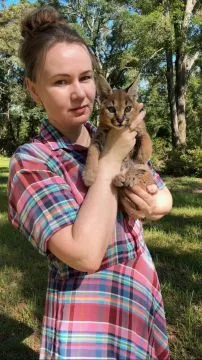 kocięta caracat f1 serwal i karakal urocze savannah, , Warszawiaki
