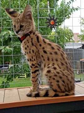 kocięta caracat f1 serwal i karakal urocze savannah, , Warszawiaki