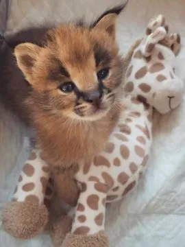 kocięta caracat f1 serwal i karakal urocze savannah, , Warszawiaki