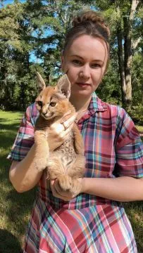 kocięta caracat f1 serwal i karakal urocze savannah