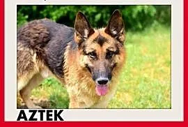 AZTEK,owczarek niem.duży,przyjazny pies do domu z , Wrocław