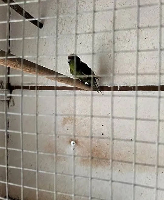 Sprzedam papugi kozy, Kujawsko-pomorskie, Szubin