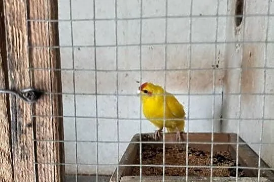 Sprzedam papugi kozy, Kujawsko-pomorskie, Szubin