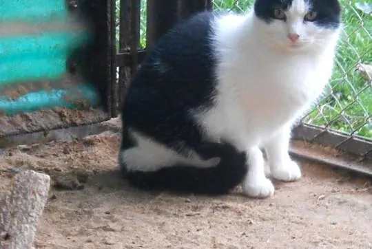 Halinka, kotka z działek, chciałaby wrócić do domu, Olsztyn