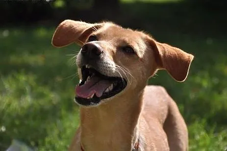Czarująca Tara rozgląda się za domkiem!,  dolnoślą
