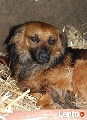 Rudzia - śliczna, 12 kg sunia szuka domu!, mazowi