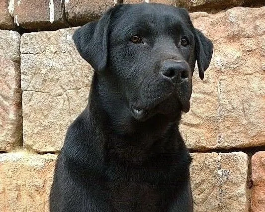 Labrador KRYCIE po ojcu z Danii RODOWÓD labradory retriever gen czekoladowy PIĘKNY reproduktor, Podkarpackie, Krosno
