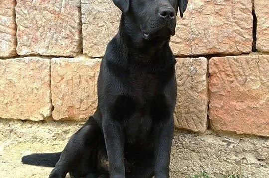 Labrador KRYCIE po ojcu z Danii RODOWÓD labradory retriever gen czekoladowy PIĘKNY reproduktor, Podkarpackie, Krosno