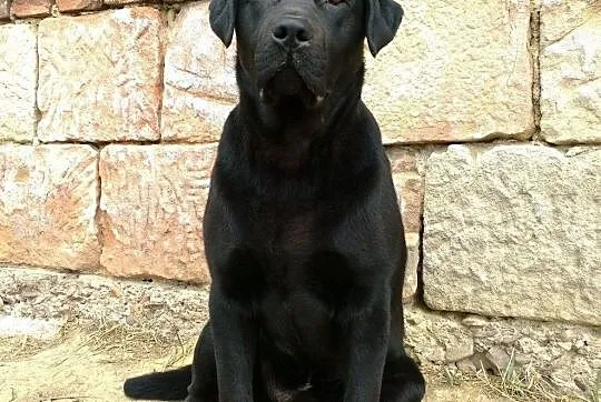Labrador KRYCIE po ojcu z Danii RODOWÓD labradory retriever gen czekoladowy PIĘKNY reproduktor, Podkarpackie, Krosno