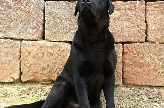 Labrador KRYCIE po ojcu z Danii RODOWÓD labradory retriever gen czekoladowy PIĘKNY reproduktor, Podkarpackie, Krosno