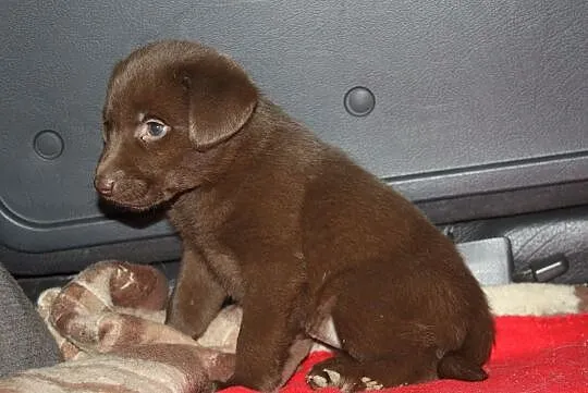 Labrador KRYCIE po ojcu z Danii RODOWÓD labradory retriever gen czekoladowy PIĘKNY reproduktor, Podkarpackie, Krosno