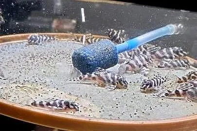 Hypancistrus l236 L173 zbrojnik glonojad, Podlaskie, Białystok