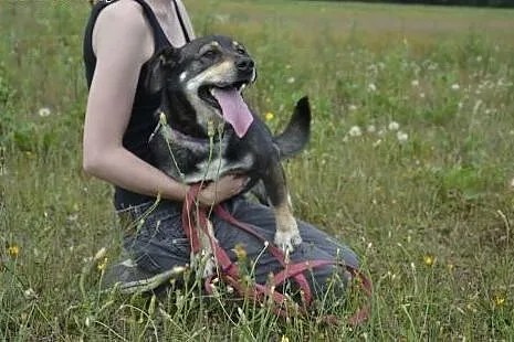 Fasterek błaga o dom - to nieduży psiak, marznie w