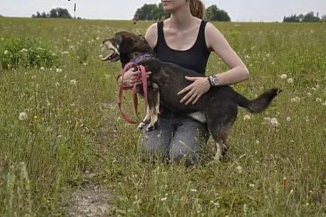 Fasterek błaga o dom - to nieduży psiak, marznie w