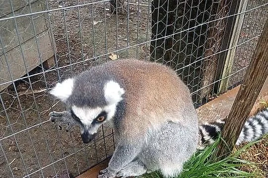 Sprzedam lemura samca