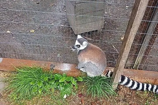Sprzedam lemura samca, Świętokrzyskie, Konieczno