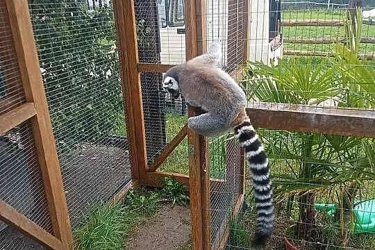 Sprzedam lemura samca, Świętokrzyskie, Konieczno