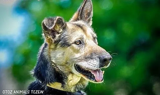 OTOZ Animals - Borys - starszy owczarek czeka na s