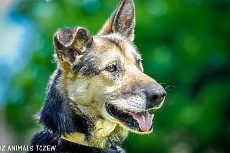 OTOZ Animals - Borys - starszy owczarek czeka na s