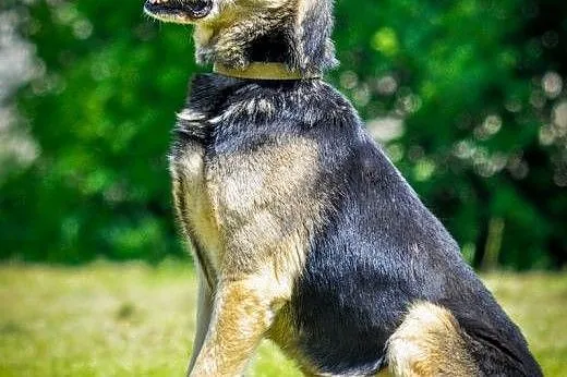 OTOZ Animals - Borys - starszy owczarek czeka na s