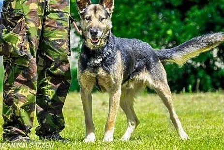 OTOZ Animals - Borys - starszy owczarek czeka na s