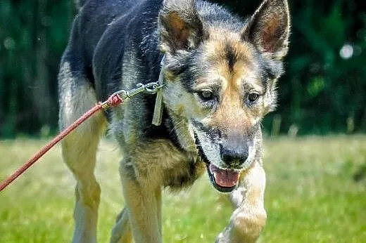 OTOZ Animals - Borys - starszy owczarek czeka na s