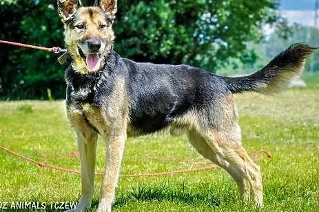 OTOZ Animals - Borys - starszy owczarek czeka na s
