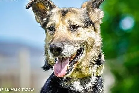 OTOZ Animals - Borys - starszy owczarek czeka na s