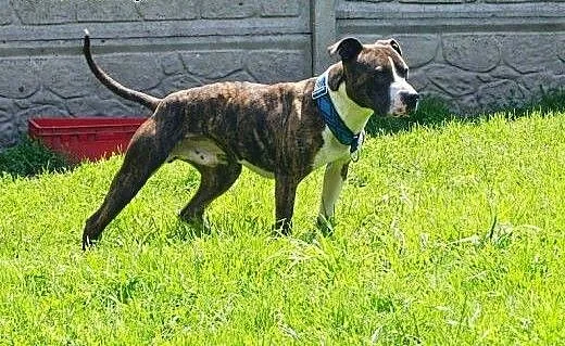 Farciarz w typie amstaffa szuka domu, Amstaff cał