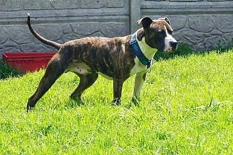 Farciarz w typie amstaffa szuka domu,  Amstaff cał