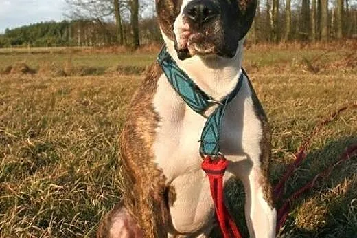 Farciarz w typie amstaffa szuka domu,  Amstaff cał