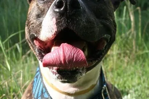 Farciarz w typie amstaffa szuka domu,  Amstaff cał