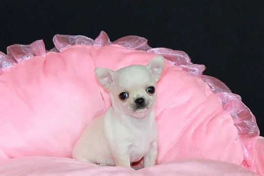 Chihuahua mini kremowy chłopiec ZKwP FCI