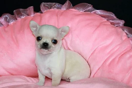 Chihuahua mini kremowy chłopiec ZKwP FCI, Zachodniopomorskie, Świnoujście