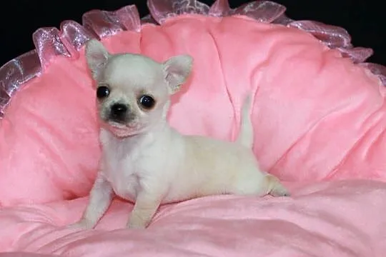 Chihuahua mini kremowy chłopiec ZKwP FCI, Zachodniopomorskie, Świnoujście